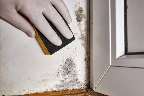 Best Commercial Mold Inspection  in West Pasco, WA