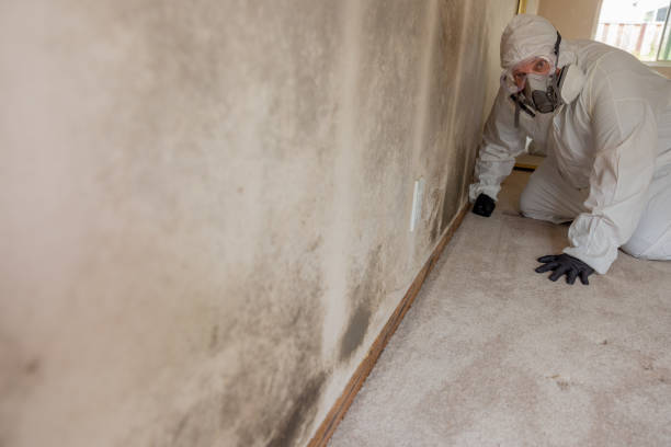 Best Attic Mold Removal  in West Pasco, WA